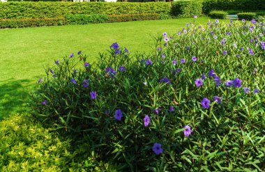 Ön bahçedeki yeşil çimenler, manzaralı ön bahçeli modern ev, arka plandaki çimenler ve bahçe bulanık arka plan tasarım konsepti.