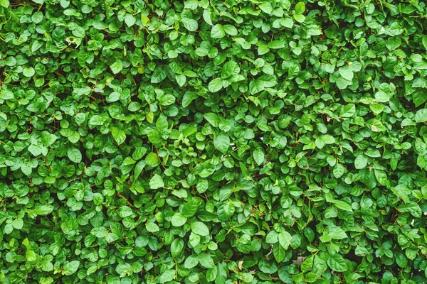 Green Leaves Wall Texture Background Green Leaves Pattern Background Wall — Stock Photo, Image