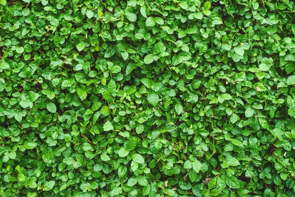 Verde Deja Una Pared Textura Fondo Verde Hojas Patrón Fondo —  Fotos de Stock