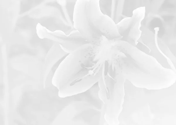 Концепція Якого Чорно Білого Зображення Рожевих Орхідей Фону Дизайн Використання — стокове фото