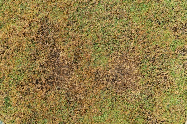 Yeşil ve sarı çimen desenli kahverengi bölge, mantar Rhizoctonia Solani çim yaprağının tahrip edilmesinden kaynaklanır. Çimen dokusunda yeşilden ölü kahverengiye dönüşür..