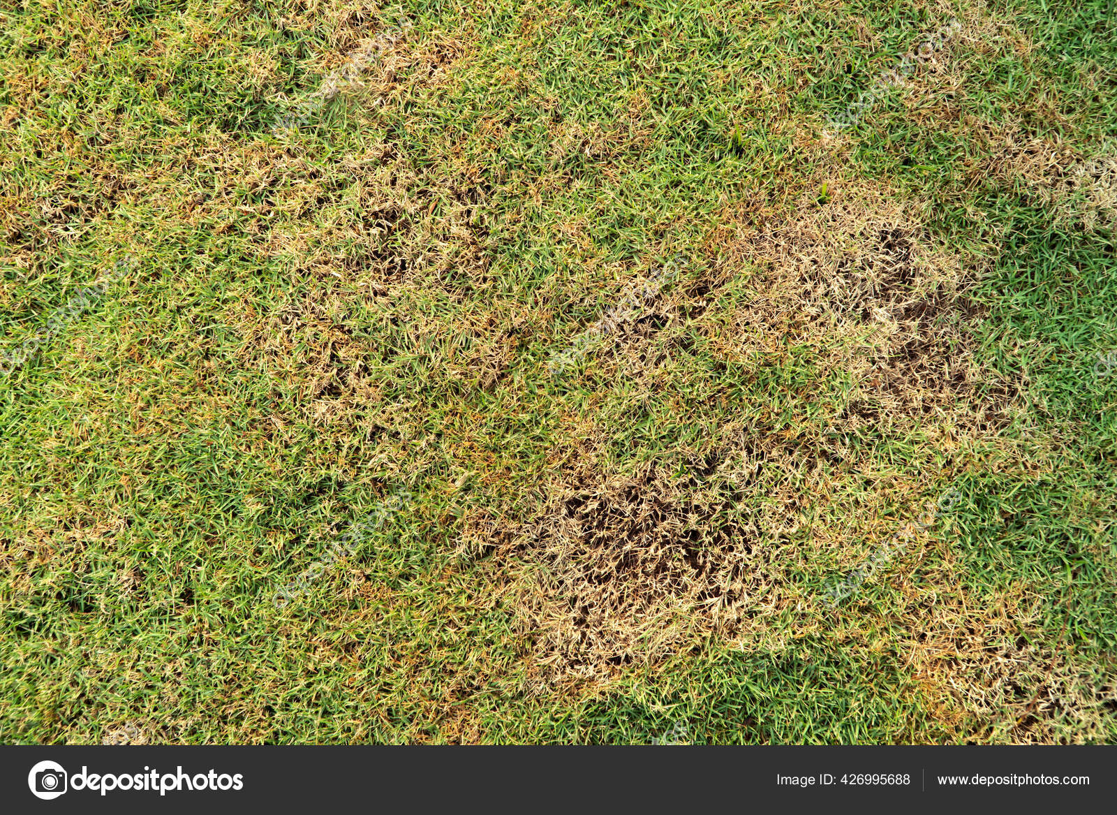 Patchy grass sale