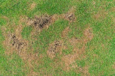 Yeşil ve sarı çimen desenli kahverengi bölge, mantar Rhizoctonia Solani çim yaprağının tahrip edilmesinden kaynaklanır. Çimen dokusunda yeşilden ölü kahverengiye dönüşür..