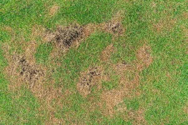 Green Yellow Grass Texture Brown Patch Caused Destruction Fungus Rhizoctonia — Stock Photo, Image