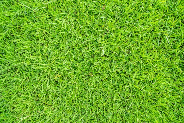 Zielona Trawa Tekstura Tło Top View Jasnej Trawy Ogród Pomysł — Zdjęcie stockowe
