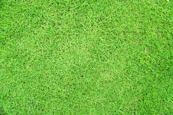 Herbe Verte Texture Fond Vue Dessus Jardin Herbe Lumineuse Concept — Photo