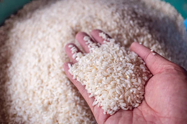 Zrnitě Bílá Rýže Dosah Ruky Zrnitě Bílá Lepkavá Rýže Ruce — Stock fotografie