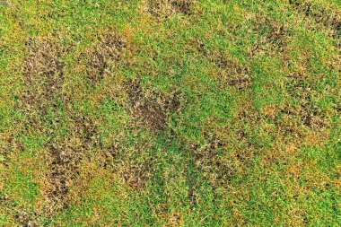 Yeşil ve sarı çimen desenli kahverengi bölge, mantar Rhizoctonia Solani çim yaprağının tahrip edilmesinden kaynaklanır. Çimen dokusunda yeşilden ölü kahverengiye dönüşür..