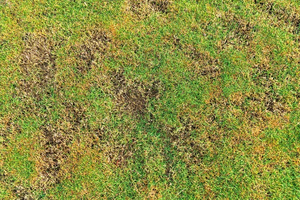Yeşil ve sarı çimen desenli kahverengi bölge, mantar Rhizoctonia Solani çim yaprağının tahrip edilmesinden kaynaklanır. Çimen dokusunda yeşilden ölü kahverengiye dönüşür..