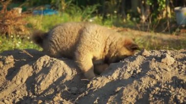 Küçük köpek yaşlandıkça toprağı kazıyordu. Sabahın sıcak güneşi ve küçük kahverengi bir köpek. Küçük köpek yavrusu tarlası eğlencesi Koşmak ve oynamak.