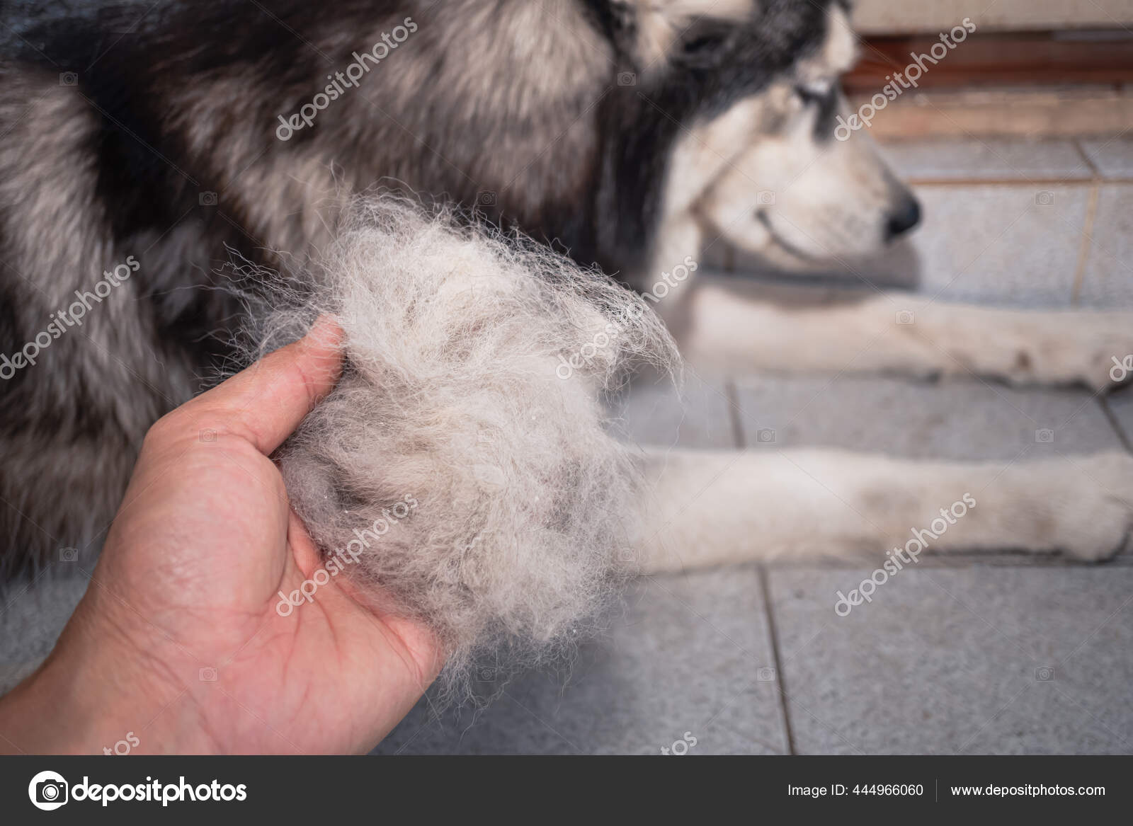 Why Is My Dog Losing Clumps Of Fur