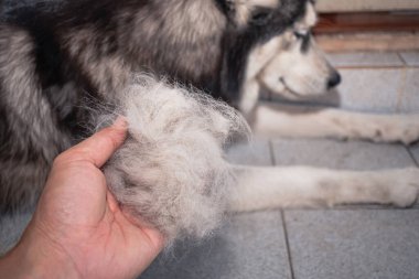 Köpeğin tüyleri hazır. Sağlığı kötü olan köpekler çok saç kaybına neden olur. Köpeğin kürkü dökülür çünkü tüy dökme zamanı gelmiştir. Köpek tüyü kaybı