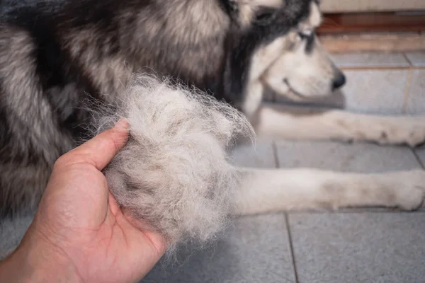 Köpeğin tüyleri hazır. Sağlığı kötü olan köpekler çok saç kaybına neden olur. Köpeğin kürkü dökülür çünkü tüy dökme zamanı gelmiştir. Köpek tüyü kaybı