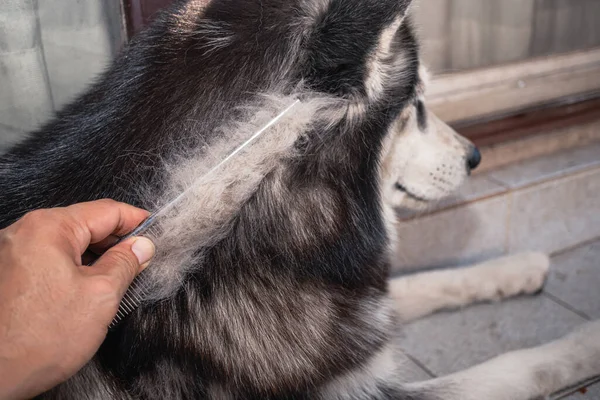 Owner of the dog is combing the old dog\'s coat. lot of the dog\'s hair has shed and come out of the comb. Dogs are in poor health cause a lot of hair loss. Groomer combing the long hair of cute dogs.