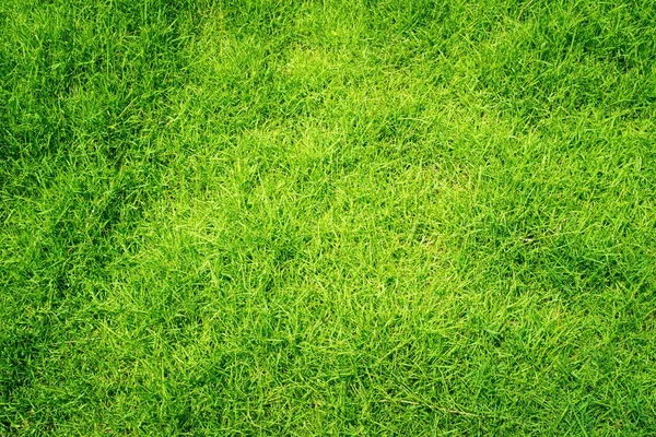 Green Grass Texture Background Vue Dessus Jardin Herbe Lumineuse Concept — Photo