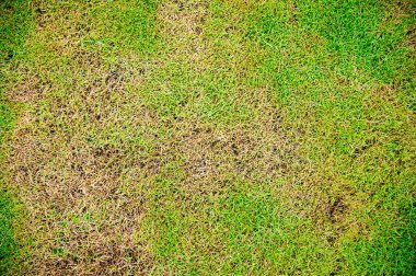 Yeşil ve sarı çimen desenli kahverengi bölge, mantar Rhizoctonia Solani çim yaprağının tahrip edilmesinden kaynaklanır. Çimen dokusunda yeşil ve ölü kahverengiye dönüşür.