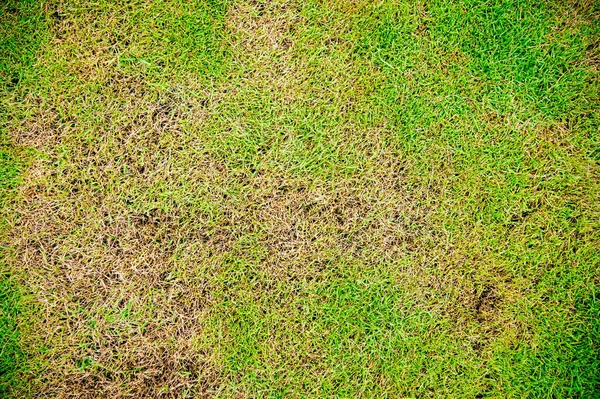 Zelená Žlutá Tráva Textura Hnědá Skvrna Způsobena Zničením Houby Rhizoctonia — Stock fotografie