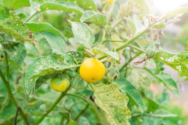 Patlıcanlar olgunlaştı ve pişirilmeye ve yenmeye hazır. Yaprak bitleri tarafından yenen ve yapraklarına zarar veren bir patlıcan..