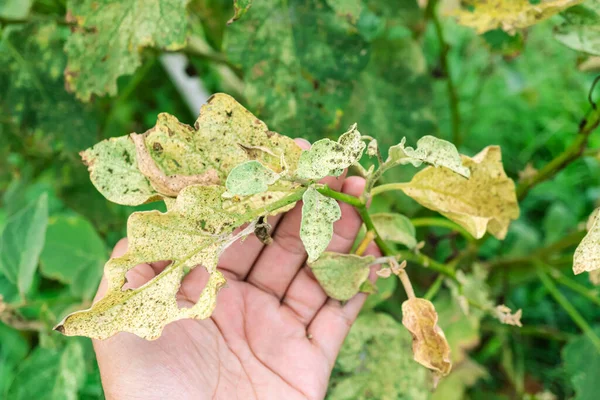 Mani Agricoltore Che Ispezionano Foglie Trattate Con Insetti Una Melanzana — Foto Stock