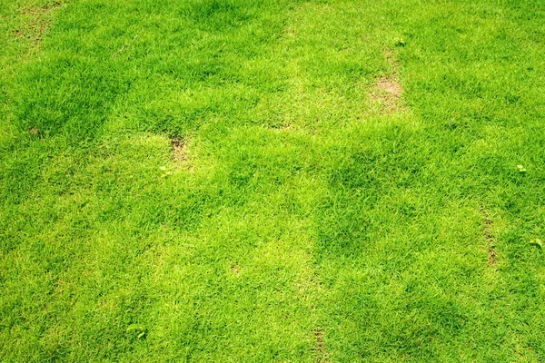 Çimen Golf Sahaları yeşil çimen desenli arka plan. Yeşil çimen dokusu arka plan. Yeşil arkaplan yapımında kullanılan parlak çimen bahçesi fikirlerinin üst görünümü. Futbol sahası eğitimi için çimen.