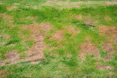 Doğa arka planının ölü çim manzarası. Yama, mantar Rhizoctonia Solani çimen yaprağının tahribatından kaynaklanır. Çimen dokusunda yeşilden ölü kahverengiye dönüşür..