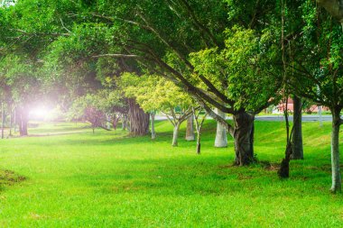 Güneşli bir günde yeşil çimenli tropik bir manzara. Bahçelerde güneş ışığı parlıyor ve parktaki ahşap geçitlerin yanında yeşil çimenler. Bir sürü büyük ağaç ve çimen.