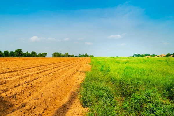 Cassava Felder Und Saftig Grüne Felder Verlaufen Vor Blauem Himmel — Stockfoto