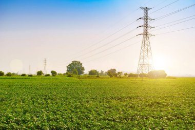 Baharda taze yeşil yapraklı soya fasulyesi tarlaları ve Tayland 'da mavi bir arka plan. Çiftlik ekinlerini, yüksek voltajlı elektrik direklerini ve fasulye tarlalarını geçen yüksek voltajlı elektrik hatları..