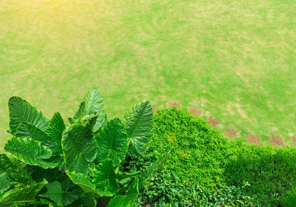 园圃中的园圃 在公园的一个绿色草坪和花园的拱形人行道上 阳光明媚的早晨 在公园里散步 眺望着刚刚修剪好的草坪 — 图库照片