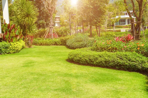 Akşam güneşi ön bahçede parlıyor. Yeşil çimenler. Arka bahçe, arka plan için. Bahçe düzenlemesi. Sabah ışığında bahçe, taze yeşil çimenler hem çalılık hem de çiçekli ön bahçe..