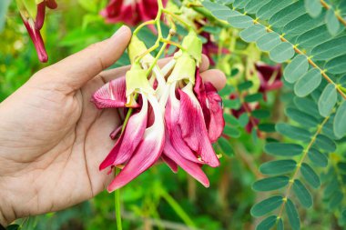 Kırmızı agasta çiçeği bir bahçıvanın elindeydi. Kırmızı agasta çiçekleri pişirilmeye hazır. Taze Tayland sebzesi Agasta yeşil yapraklı ve dallı ağaçta.