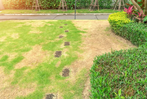 Rumput Depan Rumah Terganggu Oleh Hama Dan Penyakit Yang Menyebabkan — Stok Foto