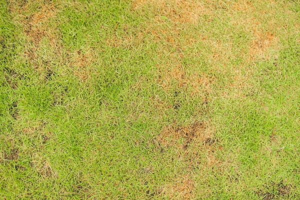 Schädlinge Und Krankheiten Verursachen Schäden Grünen Rasen Rasen Schlechtem Zustand — Stockfoto