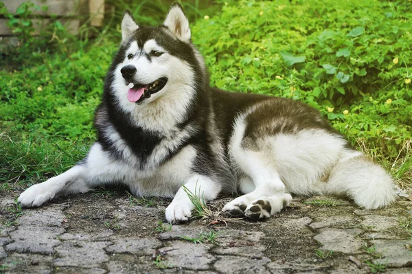 Siberian Husky Puppy Outdoors Beautiful Dogs Front Yard — Stock Photo, Image