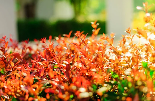 把注意力集中在背景上 把复制区域弄得模糊不清 花园里的橙叶和清晨的阳光 — 图库照片