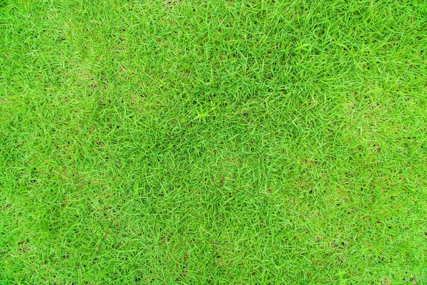 Top View Grass Garden Ideal Concept Used Making Green Flowing — Φωτογραφία Αρχείου