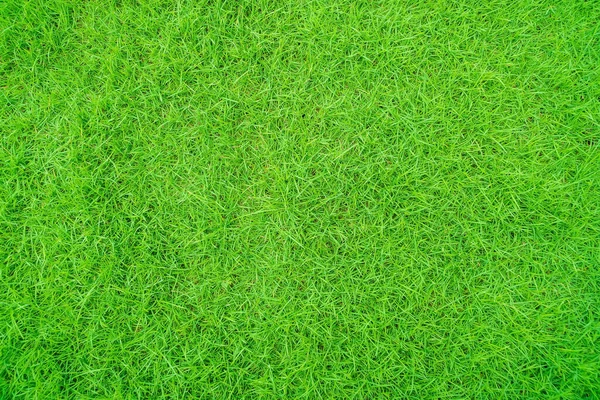 Green Grass Texture Background Top View Grass Garden Ideal Concept — Stock Photo, Image