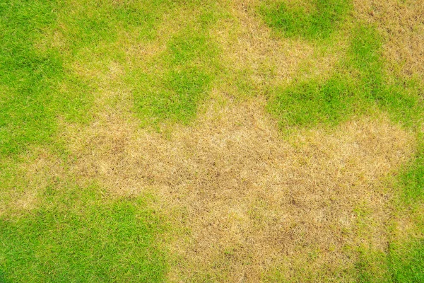 Pragas Doenças Causar Quantidade Danos Aos Gramados Verdes Gramado Mau — Fotografia de Stock