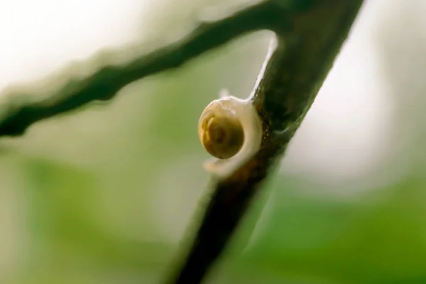 森林树枝上蜗牛的宏观照片 背景设计 — 图库照片