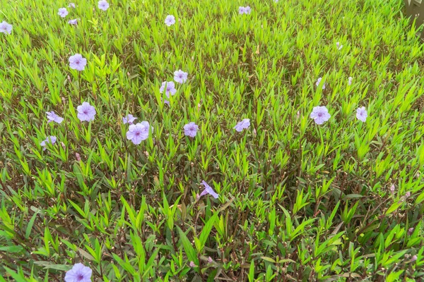 Flowers Create Refreshing Purple Flowers Were Bloom Fresh Green Gardens — Stock Photo, Image