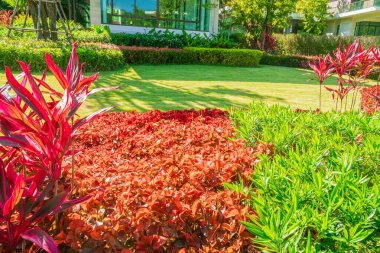 Bahçedeki çiçekler, yeşil çimenler, arka plandaki ön çimler, bahçe tasarımı..