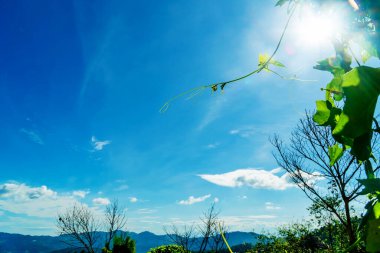 Bahçedeki genç sebze filizleri mavi gökyüzü arka planına karşı, gökyüzü rahatlatıcı bir gün ile aydınlık, berrak güneşli gökyüzü Pong ile sebze kabağı.