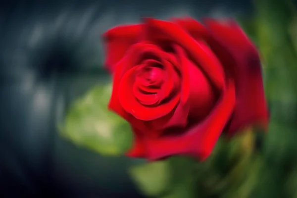 Sprawiając Czerwone Róże Rozmywają Się Ciemnym Tle Róża Jest Kwiatem — Zdjęcie stockowe