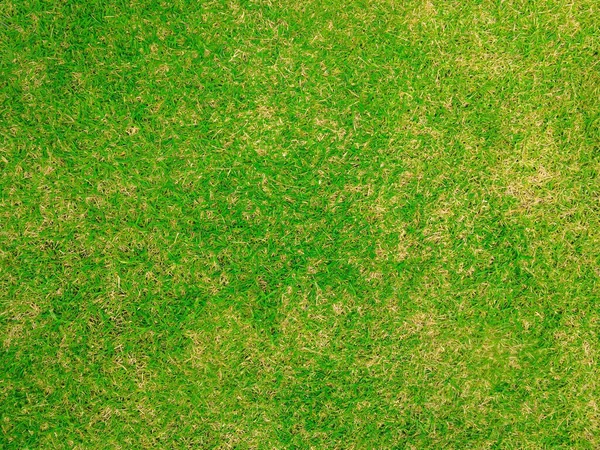 Зеленая Лужайка Заднего Плана Гладкая Зеленая Лужайка Задний Двор Заднего — стоковое фото