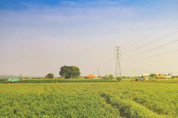 Lengyel Nagyfeszültségű Elektromos Vezetékek Amelyek Keresztezik Gazdaság Növények Nagy Zöld — Stock Fotó