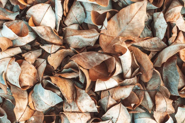 Getrocknete Blätter Wald Herbst Textur Des Herbstes Trockene Blätter Herbstblätter — Stockfoto