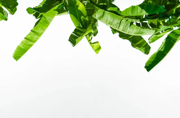 Zielone Liście Banana Drzewo Odizolowane Białym Tle Liść Banana Odizolowany — Zdjęcie stockowe
