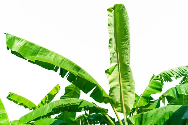 Zöld Banán Levelek Elszigetelt Fehér Háttér Banán Levél Elszigetelt Fehér — Stock Fotó