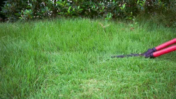 Man Maaide Het Gras Met Een Schaar Maaide Het Gras — Stockvideo