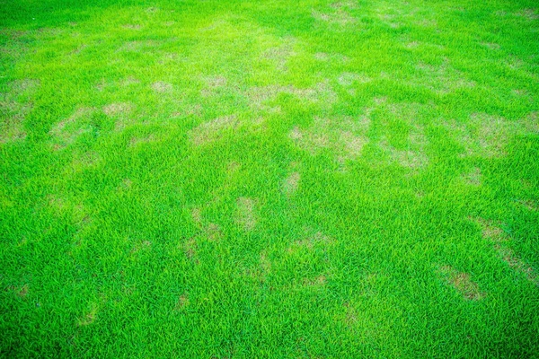 Dött Gräs Naturen Bakgrund Ett Plåster Orsakas Förstörelsen Svampen Rhizoctonia — Stockfoto
